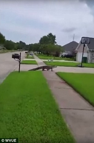 Sự việc xảy ra vào hôm thứ năm tuần trước, thời điểm đó, khi cảnh sát xuất hiện không tìm thấy con cá sấu.