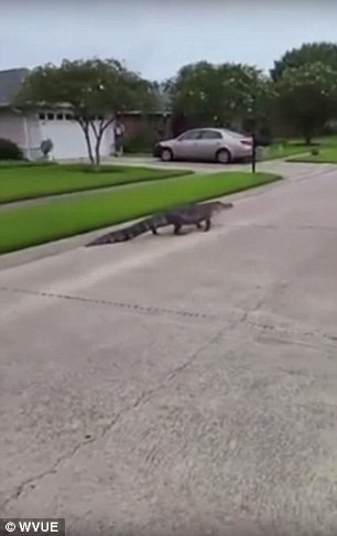 Con cá sấu dài khoảng 3 m đã bật nắp cống thoát nước để chui ra. Nó thản nhiên chạy trên đường phố.