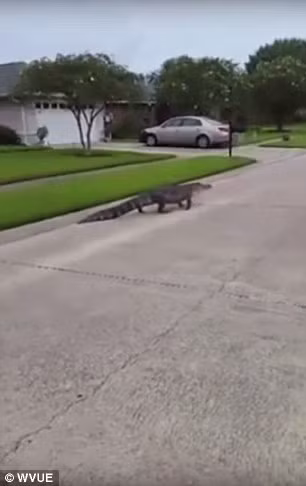 Con cá sấu dài khoảng 3 m đã bật nắp cống thoát nước để chui ra. Nó thản nhiên chạy trên đường phố.