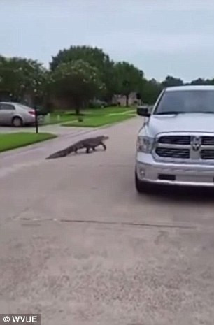 Và chạy cả ra đường, cản trở các phương tiện tham gia giao thông.