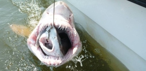 Bức ảnh trên chụp lại khoảnh khắc chú cá mập hổ nhảy lên, nuốt trọn một con cá mập voi vừa câu được.