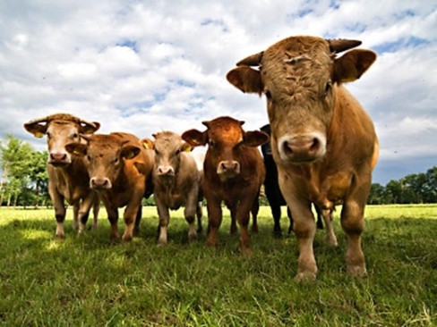 Mỗi năm, trung bình cá mập khiến 10 người mất mạng. Và cũng mỗi năm, ước tính khoảng 100 người mất mạng vì bị bò giẫm lên. Và giờ, theo bạn, ai mới là sát thủ tự nhiên đáng sợ hơn?