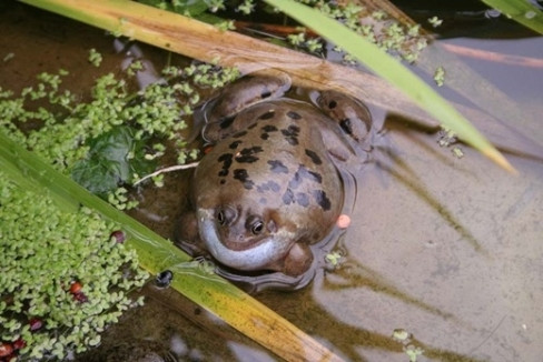 Ở Hamburg, Đức, vào năm 2006, có khoảng 1000 con cóc bị phình to gấp 3 lần kích thước thường thấy của nó rồi sau đó phát nổ không lý do, khiến phát tán ra một loại vi rút gây bệnh mới. Các nhà khoa học đã tìm ra lý do đằng sau sự việc này là do những con quạ đã mổ vào da ếch và lấy gan để ăn. Sau khi bị mất gan, ếch đã phình to để tự vệ. Nhưng do không có xương sườn và đã mất gan nên phổi của chúng không thể giữ lại được, vì thế chúng cứ tiếp tục phình to cho đến khi bị nổ.