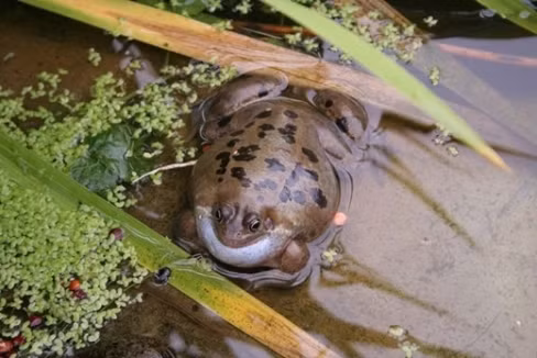 Ở Hamburg, Đức, vào năm 2006, có khoảng 1000 con cóc bị phình to gấp 3 lần kích thước thường thấy của nó rồi sau đó phát nổ không lý do, khiến phát tán ra một loại vi rút gây bệnh mới. Các nhà khoa học đã tìm ra lý do đằng sau sự việc này là do những con quạ đã mổ vào da ếch và lấy gan để ăn. Sau khi bị mất gan, ếch đã phình to để tự vệ. Nhưng do không có xương sườn và đã mất gan nên phổi của chúng không thể giữ lại được, vì thế chúng cứ tiếp tục phình to cho đến khi bị nổ.