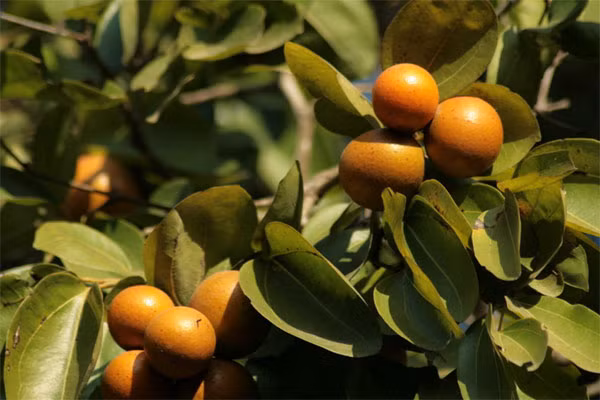 Hạt loại quả này có chứa strychnin, brucin – là hai loại chất độc, trong đó, strychnin là chất độc bảng A. Brucin không mạnh bằng strychnin.