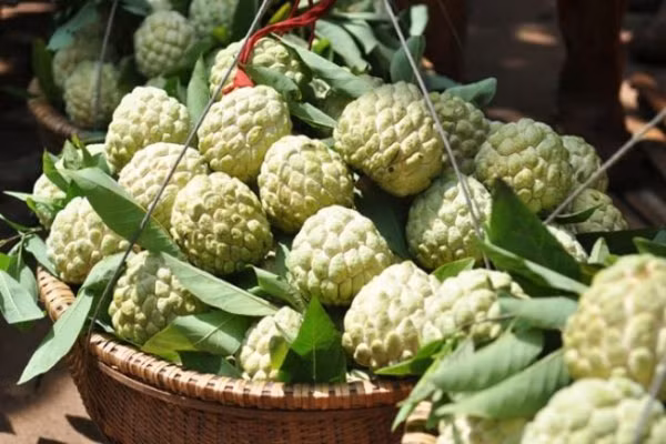 Tuy nhiên, khi ăn quả na, sơ ý nuốt phải hạt, bạn cũng không nên quá lo lắng, vì hạt na có vỏ dày và rất cứng bao bọc, ngăn không cho nhân hạt phát huy tác dụng.