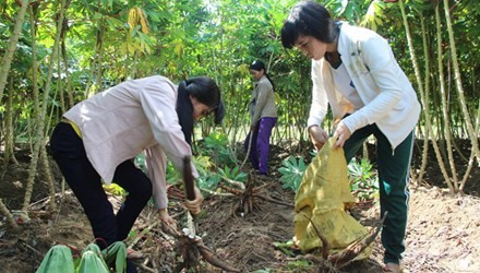 Hằng ngày, sau giờ học, hai chị em Líu - Lo ra đồng phụ giúp mẹ. Ảnh: Tiền Phong.