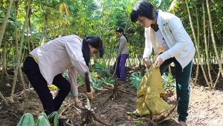 Hằng ngày, sau giờ học, hai chị em Líu - Lo ra đồng phụ giúp mẹ. Ảnh: Tiền Phong.