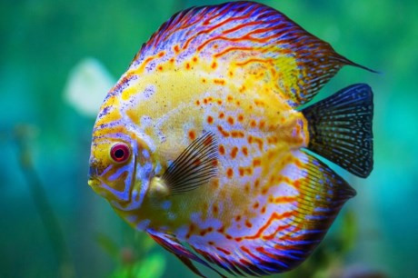 Cá dĩa ( Discus Fish ) tự nhiên thường sống quanh lưu vực sông Amazon, đây là một trong những loài phổ biến nhất trong thế giới cá cảnh nước ngọt. Cá dĩa có nhiều biến thể màu sắc khác nhau và chúng cũng rất đắt tiền. Vì chúng là loài cá nước ngọt nên chăm sóc nó khá vất vả và tốn kém. Cá dĩa còn có tên khác là cá Pompadour – tên một người tình của vua Pháp Louis XV ( Madame Pompadour ).