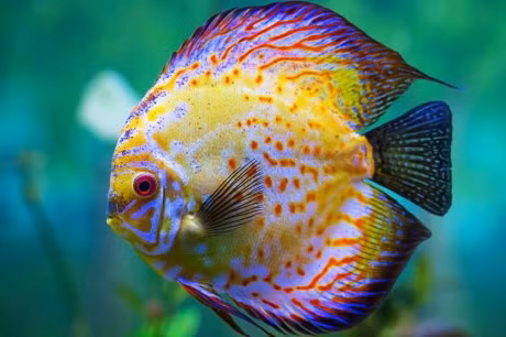 Cá dĩa ( Discus Fish ) tự nhiên thường sống quanh lưu vực sông Amazon, đây là một trong những loài phổ biến nhất trong thế giới cá cảnh nước ngọt. Cá dĩa có nhiều biến thể màu sắc khác nhau và chúng cũng rất đắt tiền. Vì chúng là loài cá nước ngọt nên chăm sóc nó khá vất vả và tốn kém. Cá dĩa còn có tên khác là cá Pompadour – tên một người tình của vua Pháp Louis XV ( Madame Pompadour ).