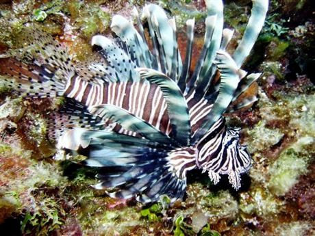 Lionfish, hay còn gọi là Zebrafish (cá ngựa vằn) khiến người ta cảm thấy như bị thôi miên mỗi khi ngắm. Những cái gai trên lưng loài cá này rất độc, người chơi cá này vẫn nên rất cẩn thận mỗi khi vệ sinh bể.