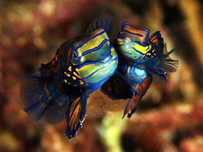 Cá trạng nguyên (Mandarinfish) còn được gọi là Mandarin Dragonet, loài cá này đến từ khu vực Đông Nam Thái Bình Dương và ở phía bắc của Australia. Nó là một trong những loài cá đẹp nhất với hình dáng của vây và màu sắc sặc sỡ. Việc nuôi dưỡng cá trạng nguyên cũng khó là khó khăn vì cá trạng nguyên chỉ ăn thức ăn tươi sống. Cá trạng nguyên có thể chất khỏe mạnh ngoài ra chúng còn có khả năng kháng một số bệnh chung về cá.