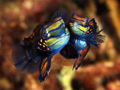 Cá trạng nguyên (Mandarinfish) còn được gọi là Mandarin Dragonet, loài cá này đến từ khu vực Đông Nam Thái Bình Dương và ở phía bắc của Australia. Nó là một trong những loài cá đẹp nhất với hình dáng của vây và màu sắc sặc sỡ. Việc nuôi dưỡng cá trạng nguyên cũng khó là khó khăn vì cá trạng nguyên chỉ ăn thức ăn tươi sống. Cá trạng nguyên có thể chất khỏe mạnh ngoài ra chúng còn có khả năng kháng một số bệnh chung về cá.