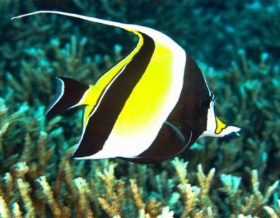Những con cá Thù Lù – Moorish Idol thường được biết đến ở Hawaii với cái tên ” Kihikihi” có nghĩa là “đường cong”, “góc”, hoặc “zigzags” để miêu tả những dải màu tuyệt diệu trên cơ thể chúng. Cá Thù Lù cũng nằm trong top những loài cá cảnh duyên dáng nhất, và cũng rất khó khăn để nuôi. Do đó, đôi khi nó là thước đo của những người chơi cá cảnh biển với nhau.