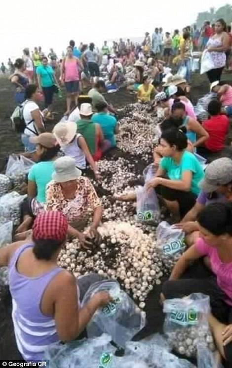 Nhiều du khách thậm chí chặn đường đi, chạm vào rùa đẻ trứng, đứng trên tổ rùa và đặt trẻ con lên lưng rùa để chụp ảnh, khiến nhiều con rùa sợ hãi quay trở lại biển mà không kịp đẻ trứng. (Nguồn: CCTVNews)