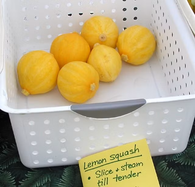 Chúng phát triển chủ yếu ở Hoa Kỳ và sau đó được trồng ở nhiều nơi trên thế giới. Sau khi trồng 55-60 ngày ta có thể thu hoạch chúng nếu trong quá trình trồng luôn giữ ẩm, trồng bằng đất tốt và đặt chúng ở nơi có nhiều ánh sáng mặt trời.