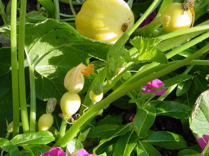 Cũng như các loại bí khác, loại bí đao chanh này cũng rất dễ trồng, cho năng suất cao, đặc biệt nó còn có sức đề kháng tốt đối với côn trùng.