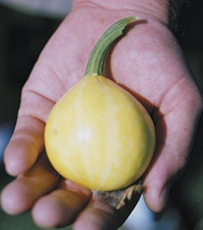 Bí đao chanh không có mùi vị như chanh mà có vị giống như những trái bí đao thông thường.