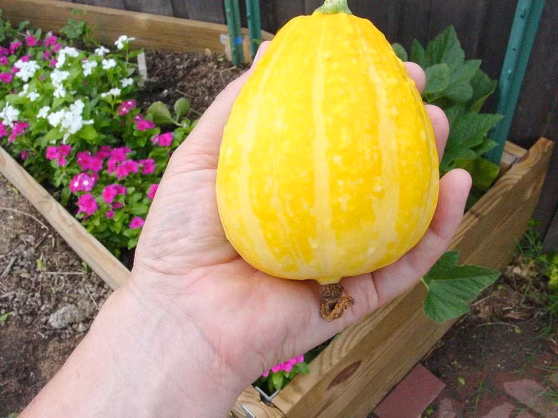 Bí đao chanh có màu vàng óng là thức ăn rất tốt cho sức khỏe bởi chúng chứa nhiều dinh dưỡng và dễ tiêu hóa. Tuy nhiên, một số trái bí đao chanh cũng vẫn có kích thước "nhỉnh" hơn hẳn những quả chanh thông thường.