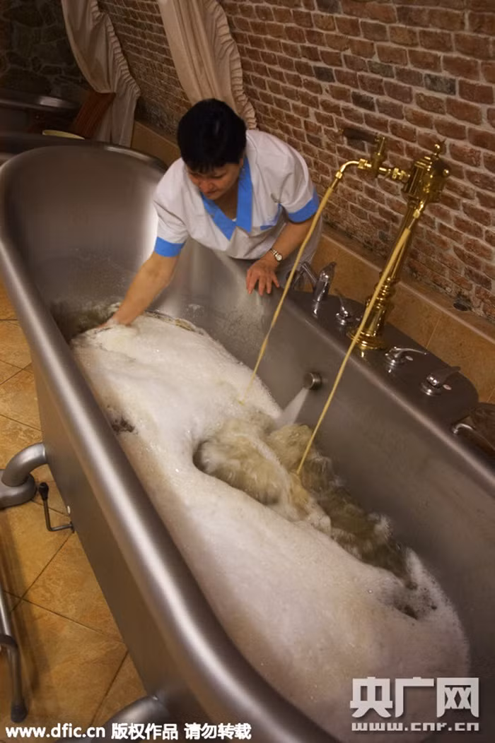 Nhân viên bơm bia vào bồn tắm để khách chuẩn bị ngâm mình.