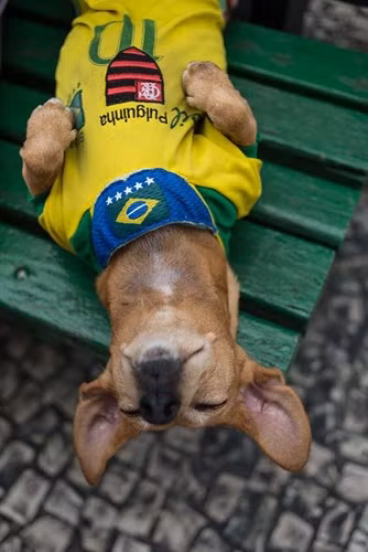 Người Brazil rất thích nuôi cún cưng trong nhà. Chính vì vậy, Brazil cấp hẳn hộ chiếu cho chó (Passport Pet) khi đi kèm với du khách vào nước này.