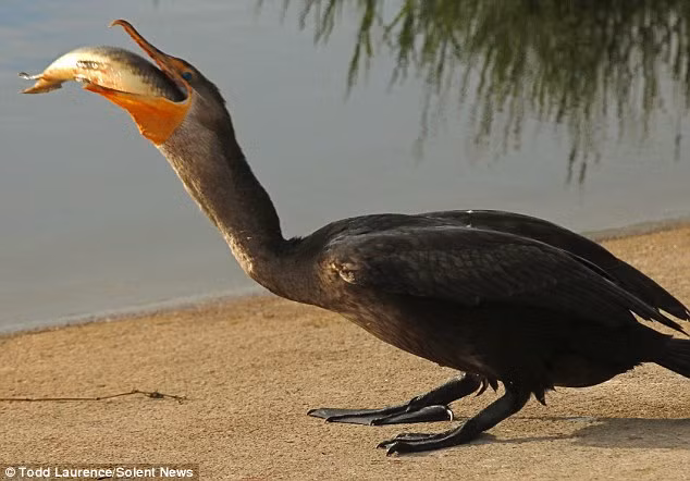 Nó lấy hết sức nuốt chửng con mồi.