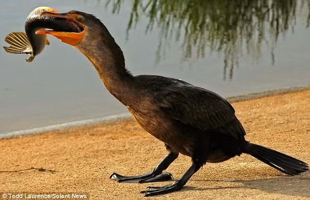 Con cá vẫy vùng liên tục, nhưng cuối cùng nó cũng không thể chạy thoát và trở thành bữa ăn của con chim cốc.