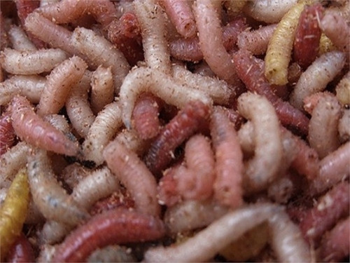 Năm 2002, Christine Martin, một phụ nữ đến từ Anh, được công nhận là người ngồi trong bồn tắm chứa đầy giòi lâu nhất với khoảng thời gian là 1 giờ 30 phút.