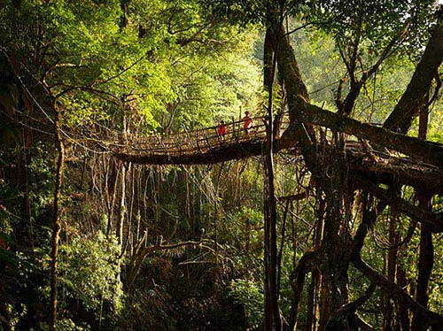 Lượng mưa nhiều khiến dân làng phải nghĩ ra cách thích nghi đặc biệt là che toàn thân bằng lá chuối và lá tre mỗi khi đi ra ngoài. Do cầu gỗ rất dễ mục nên người dân đã uốn rễ cây cao su thành một chiếc cầu sống để đi lại.