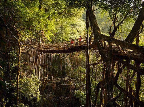 Lượng mưa nhiều khiến dân làng phải nghĩ ra cách thích nghi đặc biệt là che toàn thân bằng lá chuối và lá tre mỗi khi đi ra ngoài. Do cầu gỗ rất dễ mục nên người dân đã uốn rễ cây cao su thành một chiếc cầu sống để đi lại.