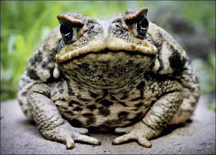 Tuổi thọ của loài này đạt từ 10 đến 15 năm trong môi trường tự nhiên. Trong môi trường bán tự nhiên chúng có thể sống trên 35 năm.