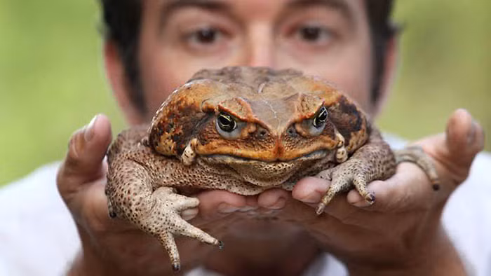 Vì mối nguy hiểm đe dọa đến các loài khác mà Ủy ban Bảo tồn động vật hoang dã Florida đã khuyến cáo người dân tiêu diệt chúng.