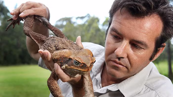 Các nhà khoa học đã nghiên cứu và cho thử nghiệm một lượng độc tố nhỏ trên cơ thể người cho thấy chúng có tác dụng tương đương heroin. Ngoài ra, chúng còn được chế biến và chiết xuất thành chất có tính năng như thuốc kích dục.