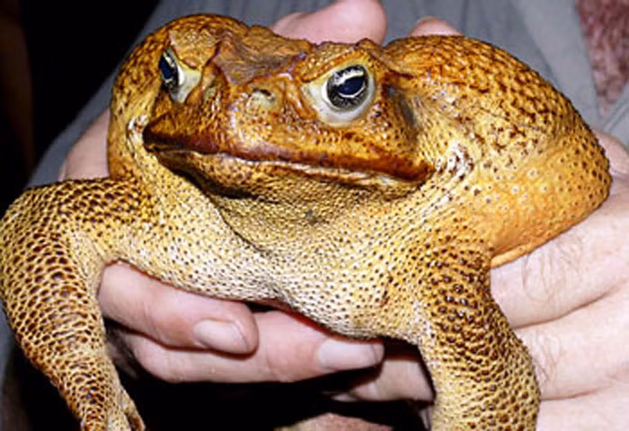 Cóc mía được biết đến là loài cóc khổng lồ có mặt trên trái đất hiện nay.