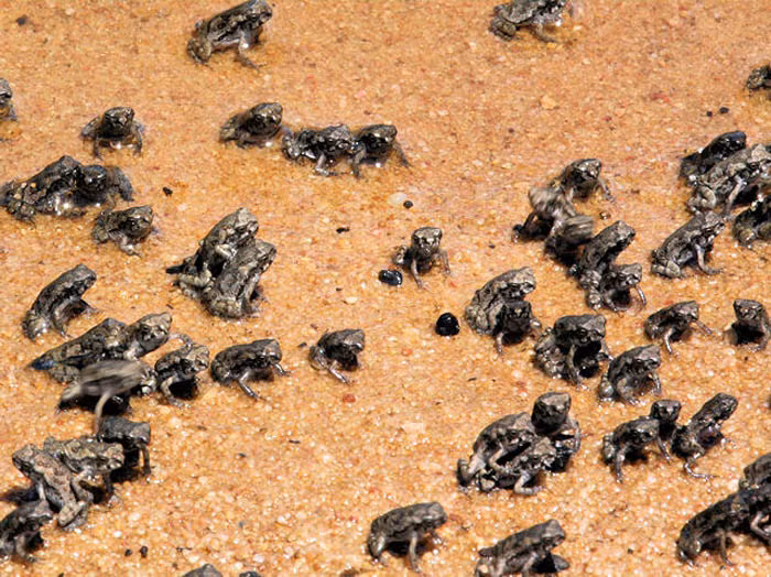 Tuy nhiên, kế hoạch đó đã bị ‘phá sản’ bởi một lẽ bọ cánh cứng thường sống trên đỉnh ngọn mía. Còn các chú cóc với thân hình khổng lồ lại thường sống dưới mặt đất, nơi có nhiều cây cối, có độ ẩm cao, sình lầy và kênh rạch.