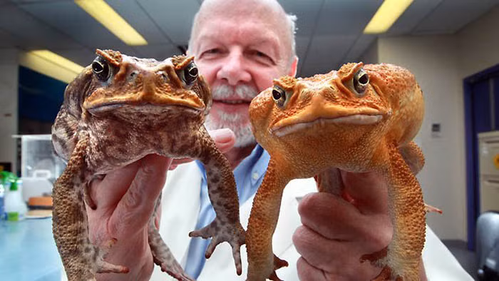 Cóc mía có thể sống ở môi trường từ 10oc – 59oc. Sự phát triển của chúng gần như không gặp phải sự cản trở nào, vì vậy cóc mía đã gần như trở thành loài ‘thống trị’ và hiện đang hoành hành trên nhiều vùng đất Autraslia.