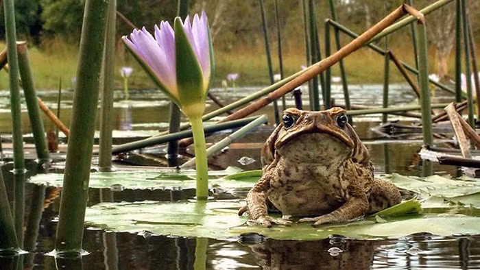 Với nọc độc sẵn có cùng sự phàm ăn của loài này, xơi gần như tất cả các loài động vật còn sống hay đã chết, chúng phát triển theo cấp số nhân.