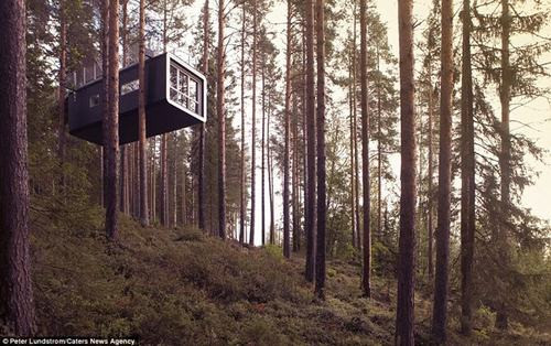 Du khách còn có thể thuê “Cabin”, một phòng nghỉ lạ lùng khác trong khu rừng này. Trang web của Tree hotel phòng nghỉ này “như một con nhộng, một thực thể xa lạ giữa những thân cây”, có giường đôi, phòng tắm và hiên nhà.