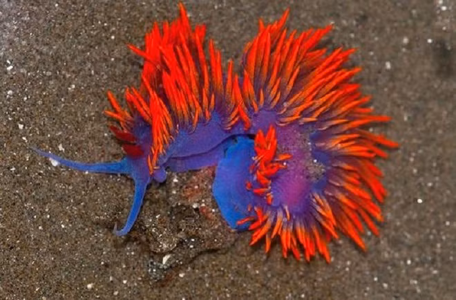 Sên biển Flabellina Iodinea với màu sắc rực rỡ.
