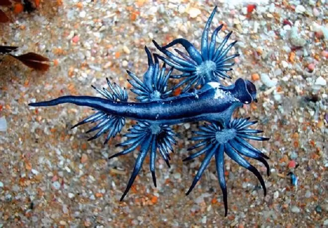 Loài sên Glaucus Atlanticus với màu xanh của đại dương nổi bật.