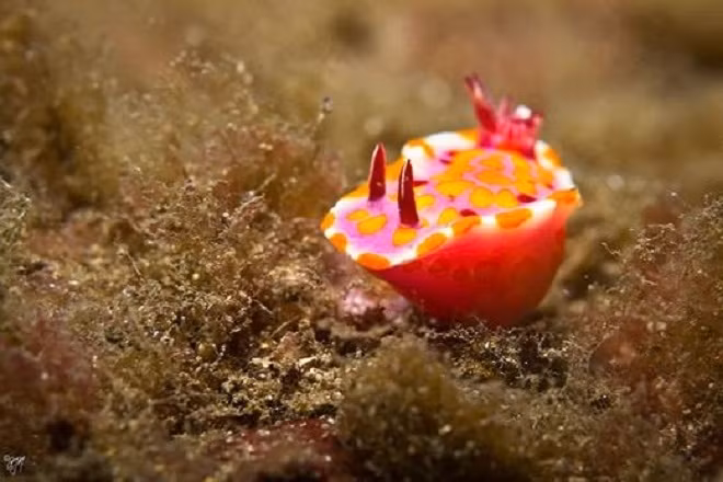 Loài sên Ceratosoma Amoena rực rỡ sắc màu.
