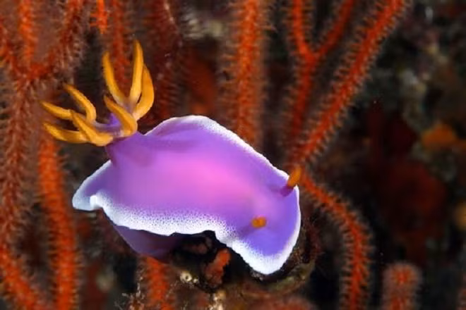 Loài sên Hypselodoris Apolegma với màu tím đặc trưng cùng sắc vàng ở đầu tua làm chúng càng nổi bật hơn.