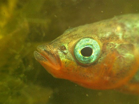 8. Cá stickleback fish: Cá stickleback fish (cá gai, một loài cá nước ngọt nhỏ có gai nhọn ở lưng) có sự “bất bình đẳng” rõ rệt giữa kích thước não của cá đực và cái. Các nhà nghiên cứu cho rằng có thể do cá đực giữ vai trò trụ cột, xây dựng tổ, lãnh trách nhiệm tán tỉnh và chăm sóc cho những quả trứng nên có kích thước não nhiều hơn, trong khi những con cái chỉ phải chọn một người bạn đời và đẻ trứng nên không cần phải có nhiều não.