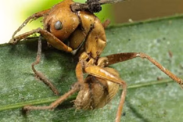 3. Kiến Zombie với nấm trong não: Đây không hẳn là não động vật mà trong trường hợp đặc biệt này, nó tương tác với một số loại nấm ký sinh trùng. Các loại nấm Trùng Thảo xâm nhập vào cơ thể côn trùng và biến chúng thành “zombie”, điều khiển hành vi của loài kiến để phát tán và nhân rộng bào tử nấm. Loài nấm sẽ “chỉ huy” con kiến bệnh “vật vờ” bò đến một chiếc lá và bất thình lình khóa hàm dưới của nó vào gân lá ở chính giữa, khiến cho kiến không nhúc nhích nổi và nấm được cố định ở đúng chỗ nó muốn. Khi con kiến tử vong cũng là lúc nấm bắt đầu nảy mầm trên đầu kiến, tạo thành một bọc bào tử nấm xù xì và sẽ rụng xuống thảm rừng khi màn đêm buông xuống.