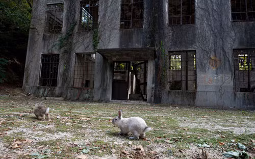 Đảo thỏ Okunoshima. Là một hòn đảo nhỏ ở vùng biển nội địa Nhật Bản. Trong Thế chiến thứ II, hòn đảo từng làkhu vực quân sự bí mật hàng đầu chuyên sản xuất chất độc dạng khí cho chiến tranh hóa học. Khi chiến tranh kết thúc, các nước Đồng minh đã cho tháo dỡ nhà máy, động vật thí nghiệm (chủ yếu là những chú thỏ) được thả tự do ra khỏi các phòng thí nghiệm và sống trên đảo. Ngày nay, cư dân của chính hòn đảo này chính là những chú thỏ dễ thương.