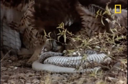 Ran duoi chuong hon chien, chet tham truoc mong vuot chim ung-Hinh-3