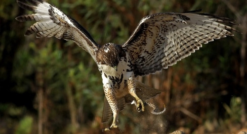 Ran duoi chuong hon chien, chet tham truoc mong vuot chim ung