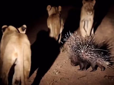 Một bầy sư tử hung dữ tưởng mình sẽ có bữa ăn ngon lành khi bắt gặp một con nhím đang lang thang một mình giữa đêm khuya.