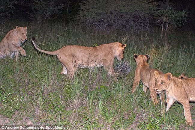 Nhưng không ngờ bị con nhím chống trả quyết liệt, nhiều con sư tử bị lông nhím chọc vào mồm đau đớn.