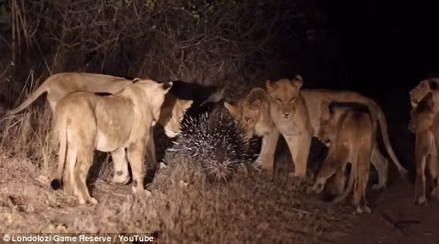 Khi bị đe dọa, những sinh vật tinh nghịch này xù lông và làm chúng kêu lách cách nhằm khiến cơ thể trông phình to hơn và làm kẻ thù hoảng sợ phải tránh xa. Nếu cách trên thất bại, con nhím sẽ tìm cách đột kích phía sau hoặc bên sườn và phóng các lông sắc nhọn vào kẻ thù.